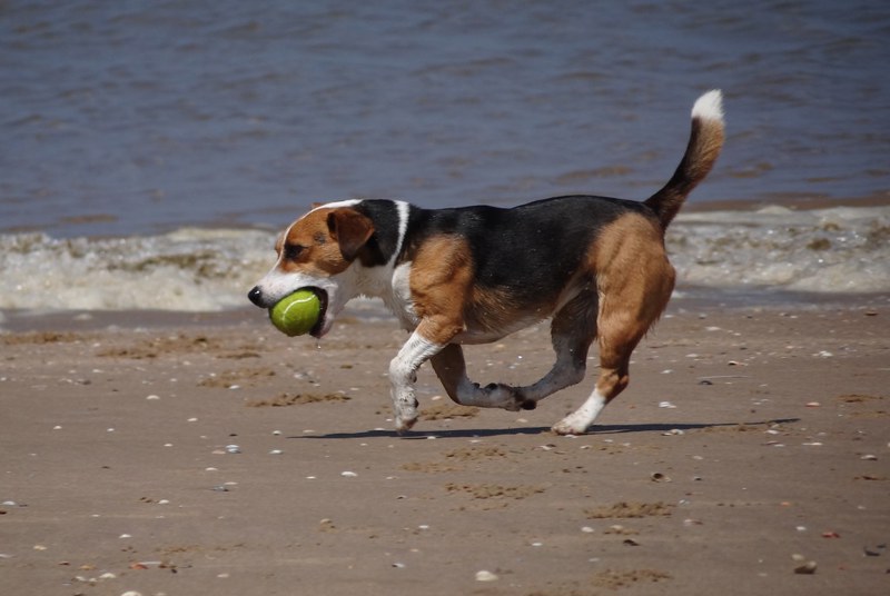 Camping in Holland mit Hund am Meer RCN Ferienparks